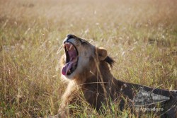 Una leona mostrándonos porque es la jefa de Masai Mara.