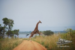 Una jirafa cruzando la carretera de un salto.