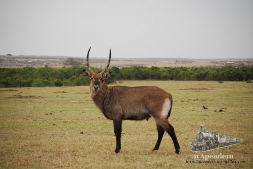 Otro de los grandes herbívoros de Masai Mara