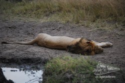 Otro león haciendo una siesta después de comer.