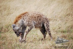 Una hiena luchando contra un hueso.