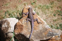 Un lagarto bastante normalito, aunque de un tamaño mayor que los que hay por los montañas europeas.