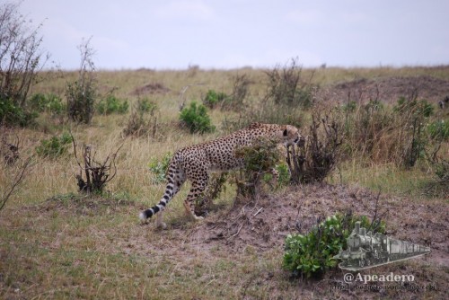 El guepardo se camufla perfectamente buscando su momento