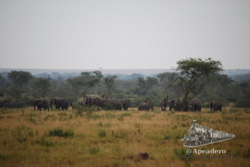 Circulábamos tranquilamente por un camino cuando a lo lejos vimos algo moverse: ¡Parecen muchos elefantes!