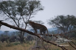 El leopardo parece que también se ha dado cuenta de que son muchos