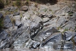La cebra no es un animal muy adaptado para la escalada por roca húmeda.