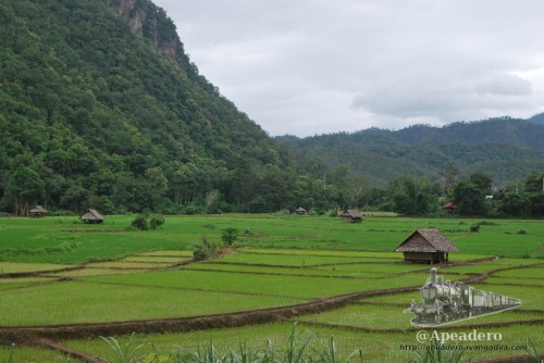 Los campos de arroz son estampas impresionantes.