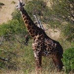 Las girafas también resultan fáciles de ver en cualquier safari.
