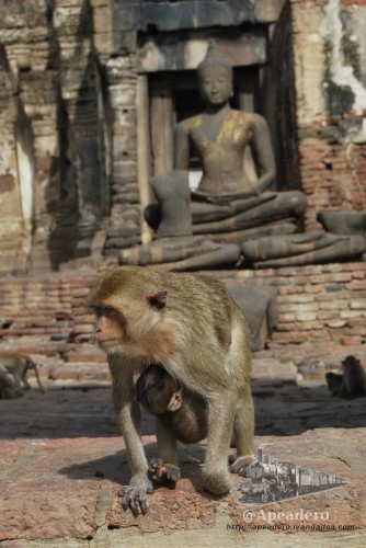 Las ruinas son un marco espectacular para fotografiar a los monos.