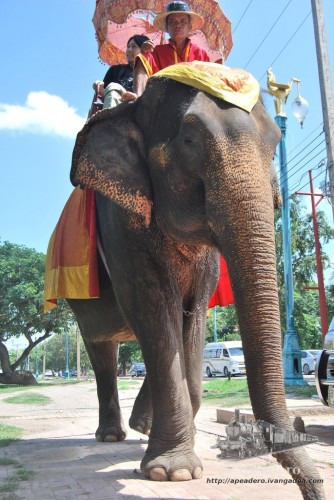 Los elefantes pasean tranquilamente por el medio de la ciudad.