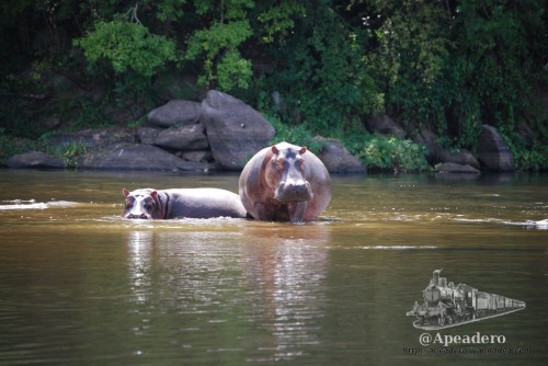 Dicen que los hipopótamos tienen muy mala vista y muy mal genio. Y la verdad es que un poco mal-carados sí que son estos animales.