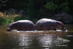 Los hipopótamos están en casi cualquier charca profunda. 