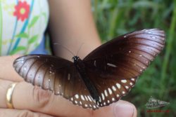 Mariposa en Birmania