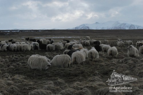 Por el camino alrededor de la península de Snæfellsnes pudimos ver ovejas islandesas y algunos caballos.