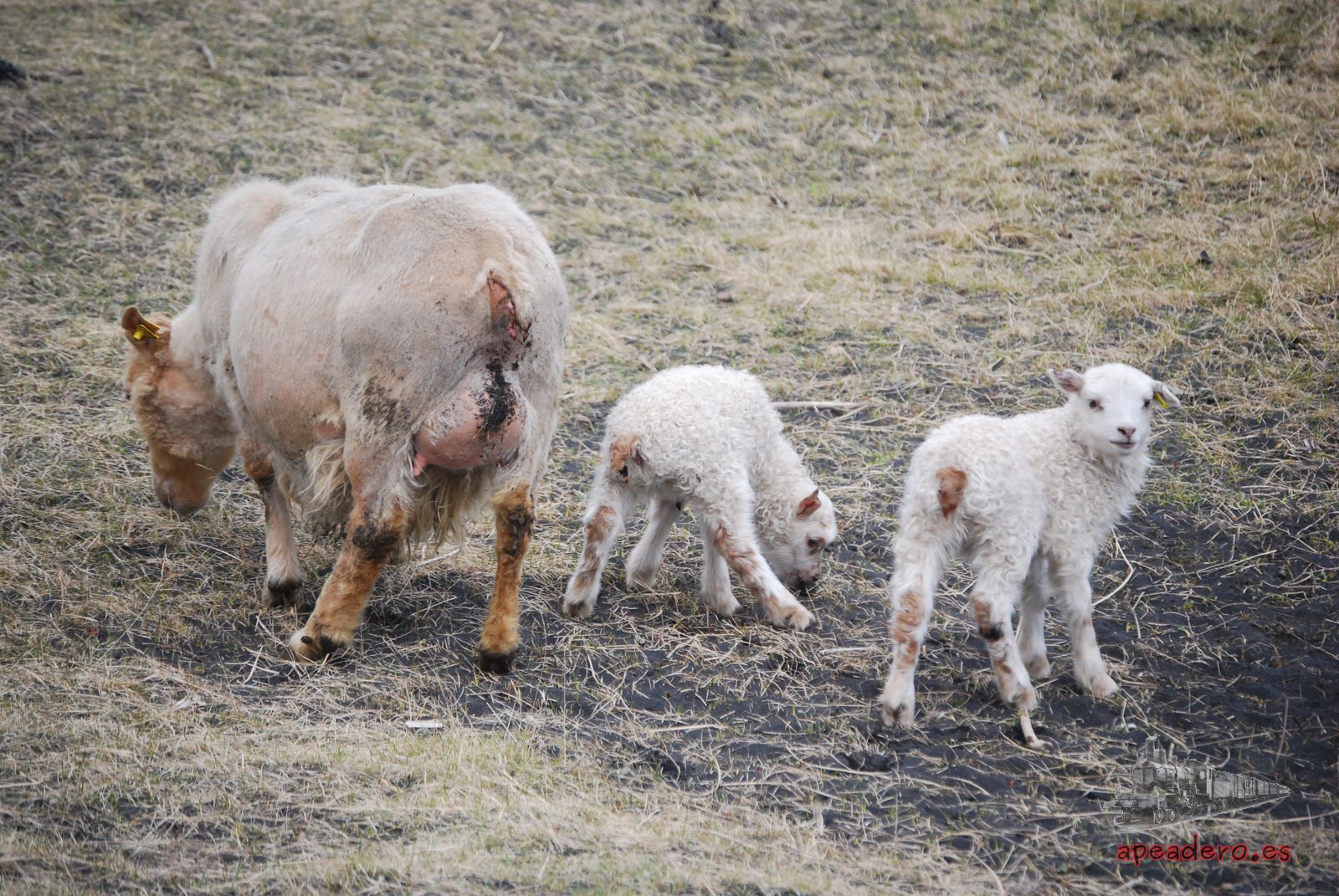 En Vik, quienes no viven del turismo viven de sus granjas. Encontramos a esta pareja de ovejas jóvenes junto a su madre.