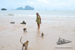 Al atardecer, los monos bajan a la playa porque los propietarios de los restaurantes les echan las sobras.